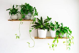 Factors to Consider When Choosing Artificial Plants for Your Workspace