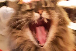 Main coon cat with her mouth wide open showing her displeasure with something her human has done — She’s pissed off.