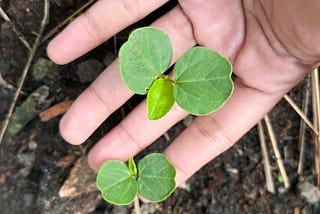 Cara Menanam Rosela: dari Benih Hingga Panen