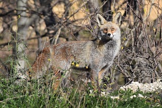 A Wild Fox Encounter