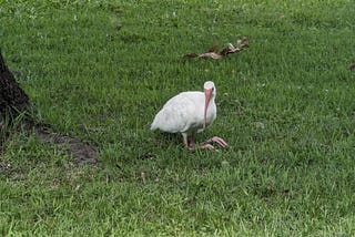 Ibis sit for resting. Their knees work differently than ours, so they look like a folded lawn chair.