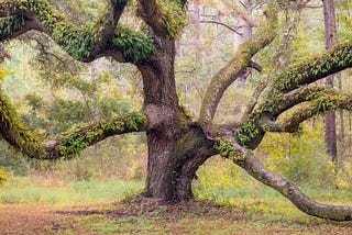 Old live oak tree with moss and vines growing on it.