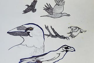 hand-drawn image, by black ink pen, of crows in various positions