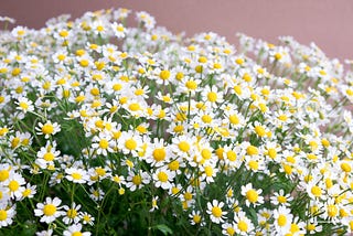 Daisy (เดซี่) เขารักฉัน หรือ เขาไม่รักฉัน