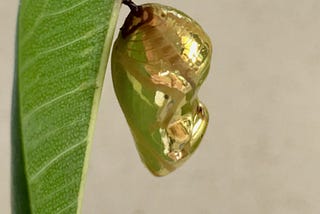 The chrysalis of the common crow butterfly. The chrysalis looks golden and shiny and hangs on a fig leaf.