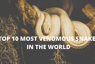 Top 10 most venomous snakes in the world.