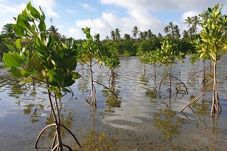 “My Mangrove Planting Project” — Youth Engagement to Address Climate Change through Mangrove…