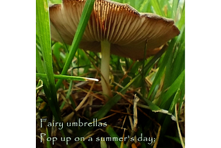 A view of a mushroom from ground level. It is surrounded by grass.
