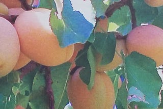 Armenia’s Golden Fruit