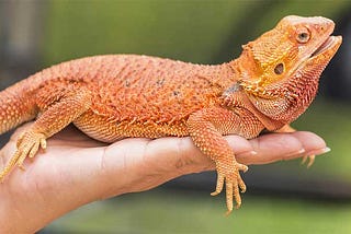 Pet Bearded Dragons