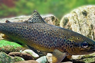 Trout fish is using to cure Corona Patients in Gilgit Baltistan of Pakistan