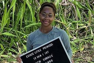 Unearthing the lives of enslaved peoples at a historical St. Croix sugar plantation