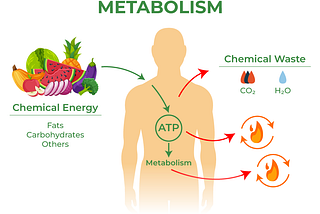 HOW TO INCREASE METABOLISM FOR WEIGHT LOSS