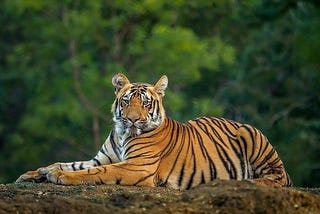 The Story of The Sundarbans