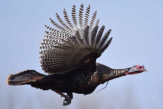 A wild turkey in flight, wings spread out wide to reveal a zebra-like pattern.