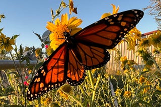 Close image of a monarch butterfly wings spread against a blue sky on a yellow daisy with a country background.