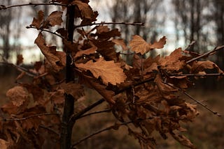 In November’s Keep