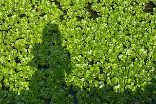 Should I Jump Off My Lily Pad?