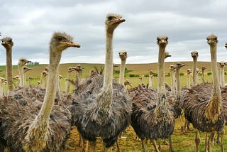 Would an Ostrich be Familiar With Your Career Approach?