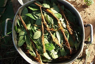 Ayahuasca vine and chacruna leaves in an ayahuasca brew