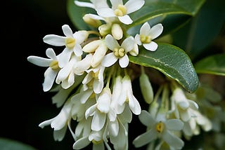How to Care For Osmanthus Burkwoodii