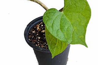Giloy Health Benefits and Side Effects
 Tinospora cordifolia