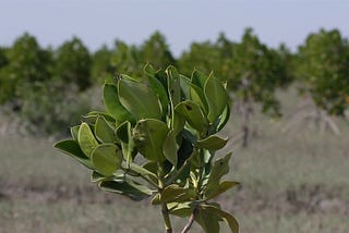 Pakistan’s mangroves are a coastal conservation marvel