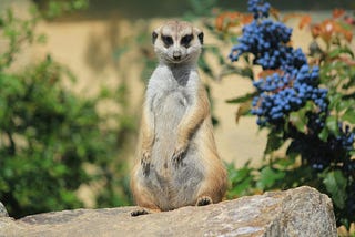 Identifying as Meerkats