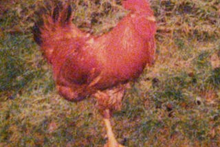 The Saga of Bob the Rooster or that time my dad fought a rooster and almost lost