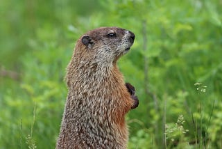 Oscar Groundhog