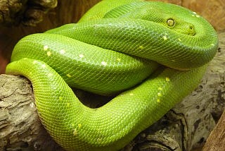 Exploration de Python : les boucles for et enumerate