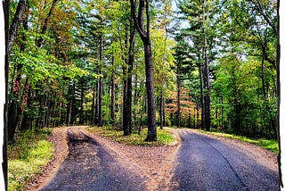 Photo of two roads diverging in a woods.