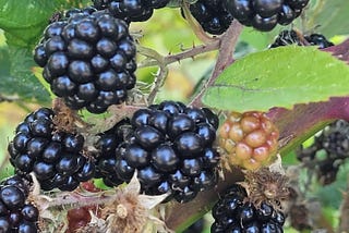 Succulence and a Bad Blackberry Hankering