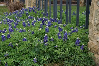 Bluebonnets grow along a fence.