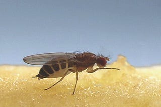 Live long and propagate?