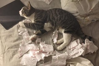 A cat lying on bed with an iPad and shattered tissues around him