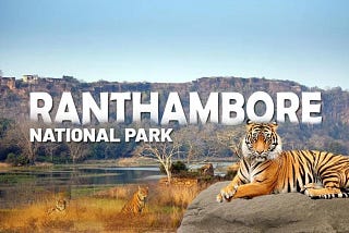 Explore Ranthambore: See Tigers and Jungle Adventures