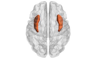 The Insula and Cigarette Smoking