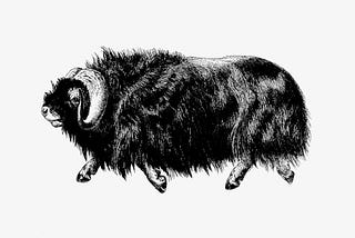 3 Thing Musk Oxen Can Teach You