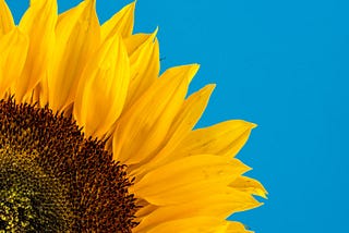 A beautiful close-up of 1/4 of a sunflower (noon to 3 o’clock, upper right corner) against a perfect blue sky. Sunflower is the national flower of Ukraine, and yellow and blue we now know all too well are the colors of Ukarine’s sovereign flag. Evocative of life, rebirth, springtime, and hope (let’s hope).