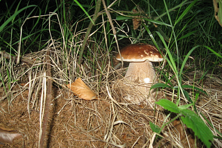 We picked some yummy mushrooms on our way