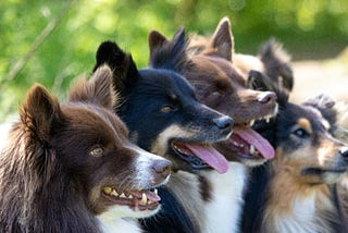 Many dogs, all looking in the same direction