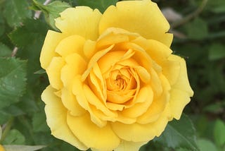 The Yellow Rosebush