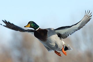 QuAck in the Cloud