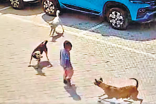 India’s Stray Dog Menace