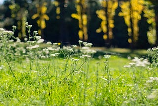 Soleil Couchant, Soleil Levant (41/52)
