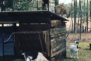 The Primary Motivating Force is Self-Actualization, Not Self-Preservation