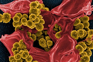 Micrograph of Staphylococcus aureus (which is not a Aeonophile)