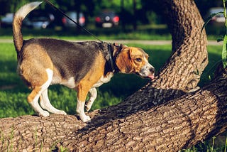 How To Make A Dog Stop Barking (Easiest Way To Go)