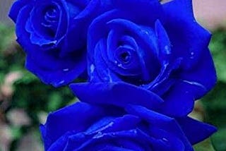 Roses & Blues